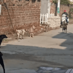 जालंधर 66ft रोड न्यू कलगीधर एवेन्यू में आवारा कुत्तों का आतंक…
