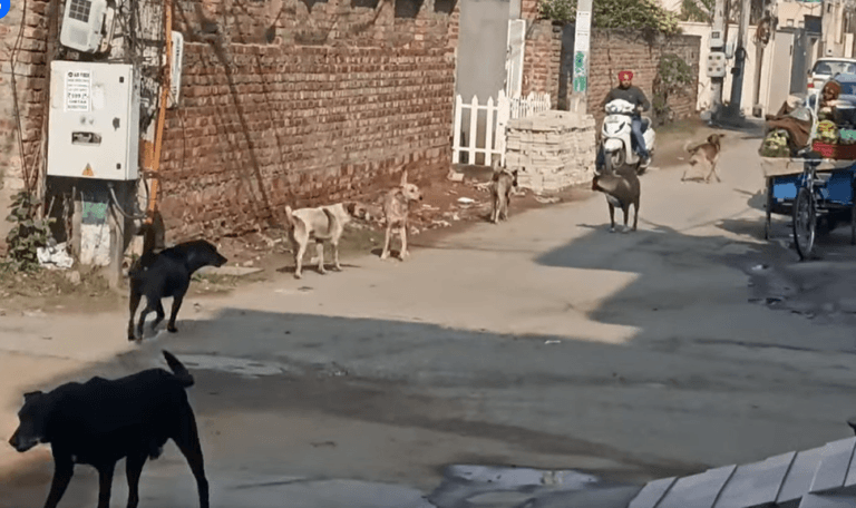 जालंधर 66ft रोड न्यू कलगीधर एवेन्यू में आवारा कुत्तों का आतंक…
