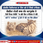 ਛੱਤਬੀੜ ਚਿੜੀਆਘਰ ਦਾ ਹਿੱਸਾ ਬਣੇ ਦੋ ਨਿੱਕੜੇ ਟਾਇਗਰ।
