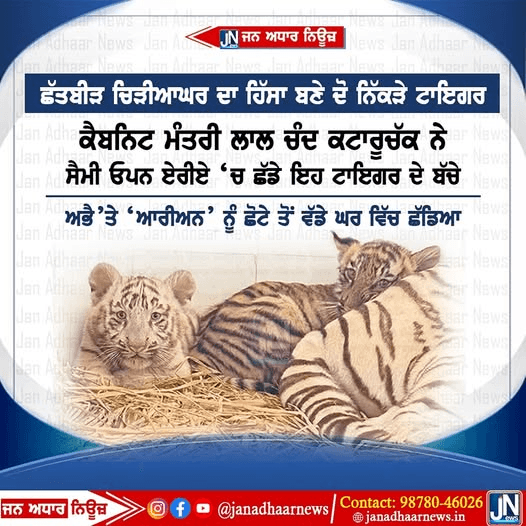 ਛੱਤਬੀੜ ਚਿੜੀਆਘਰ ਦਾ ਹਿੱਸਾ ਬਣੇ ਦੋ ਨਿੱਕੜੇ ਟਾਇਗਰ।